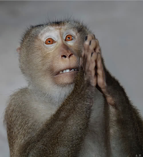 Praying-monkey.jpg